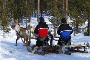 Reindeer safari